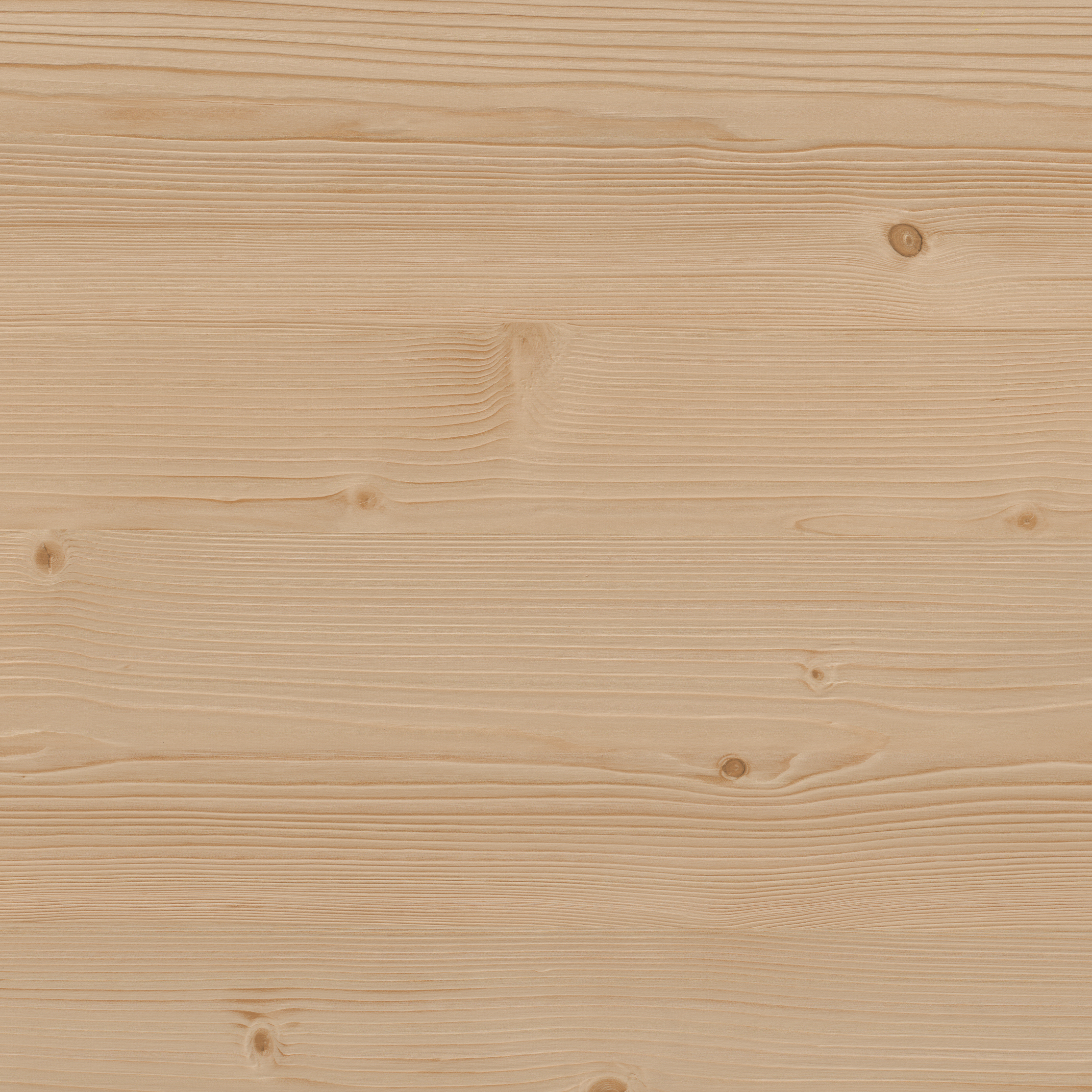 Sosna jura plaski 70